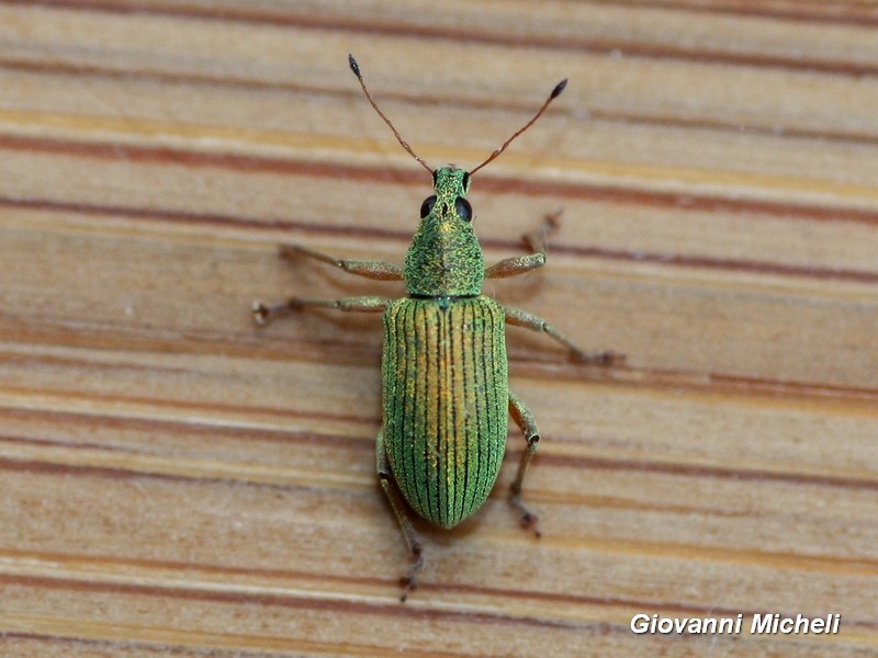 Curculionidae: Polydrusus formosus